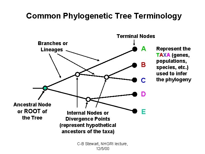 Common Phylogenetic Tree Terminology Terminal Nodes Branches or Lineages A B C D Ancestral