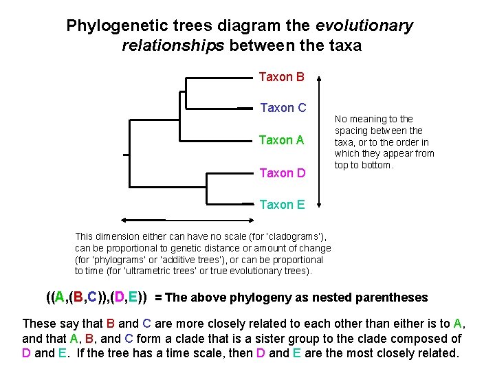 Phylogenetic trees diagram the evolutionary relationships between the taxa Taxon B Taxon C Taxon