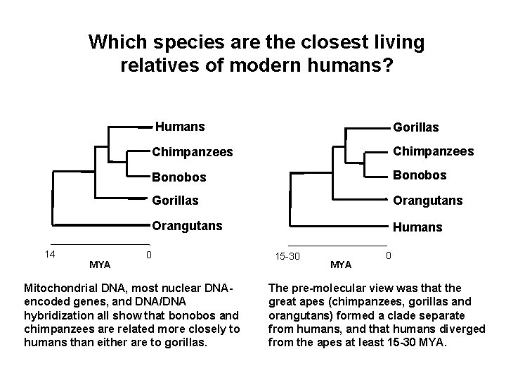 Which species are the closest living relatives of modern humans? 14 MYA Humans Gorillas