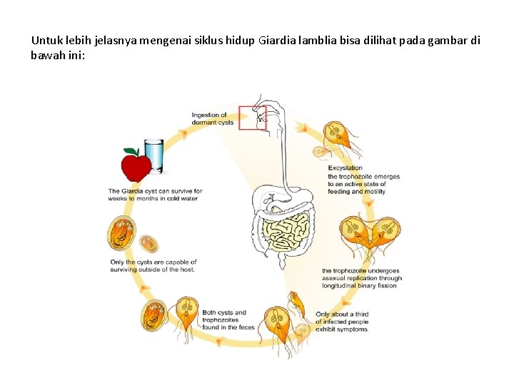 Untuk lebih jelasnya mengenai siklus hidup Giardia lamblia bisa dilihat pada gambar di bawah