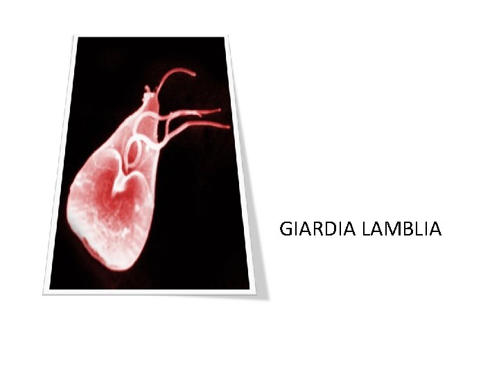 GIARDIA LAMBLIA 