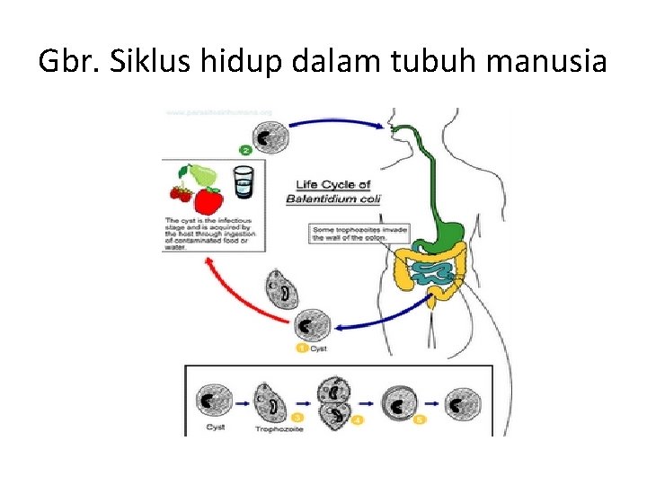 Gbr. Siklus hidup dalam tubuh manusia 