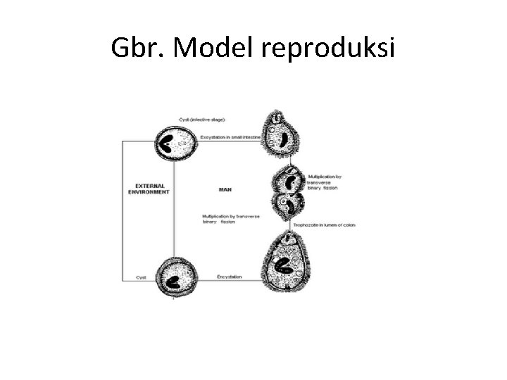 Gbr. Model reproduksi 