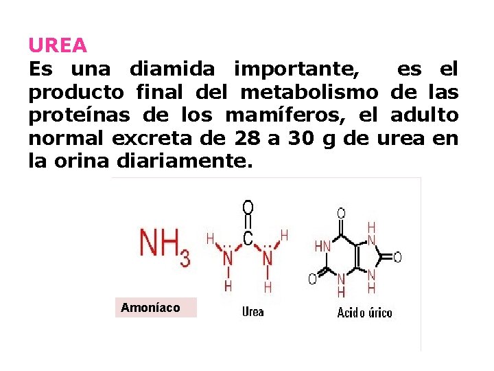 UREA Es una diamida importante, es el producto final del metabolismo de las proteínas