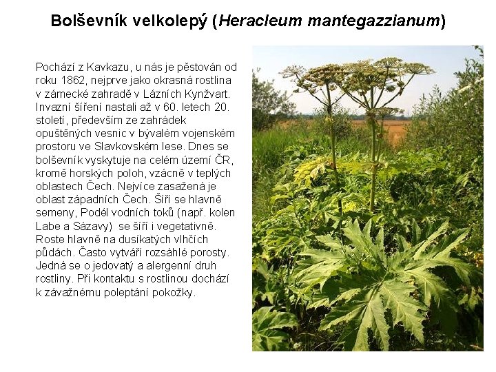 Bolševník velkolepý (Heracleum mantegazzianum) Pochází z Kavkazu, u nás je pěstován od roku 1862,