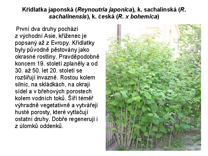 Křídlatka japonská (Reynoutria japonica), k. sachalinská (R. sachalinensis), k. česká (R. x bohemica) První