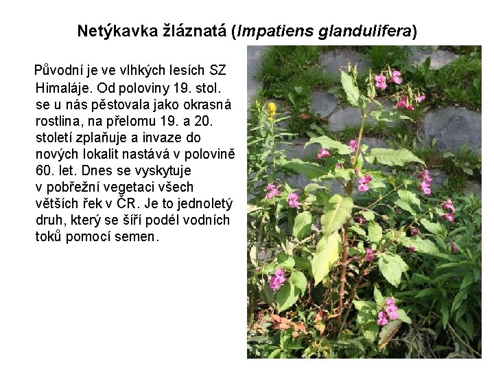 Netýkavka žláznatá (Impatiens glandulifera) Původní je ve vlhkých lesích SZ Himaláje. Od poloviny 19.