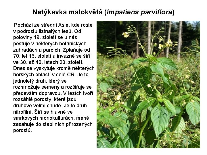 Netýkavka malokvětá (Impatiens parviflora) Pochází ze střední Asie, kde roste v podrostu listnatých lesů.