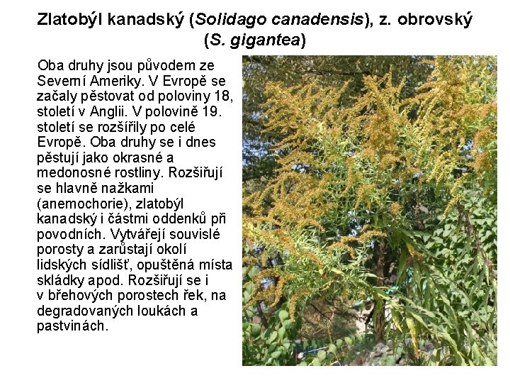 Zlatobýl kanadský (Solidago canadensis), z. obrovský (S. gigantea) Oba druhy jsou původem ze Severní