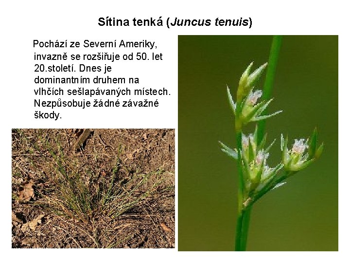 Sítina tenká (Juncus tenuis) Pochází ze Severní Ameriky, invazně se rozšiřuje od 50. let