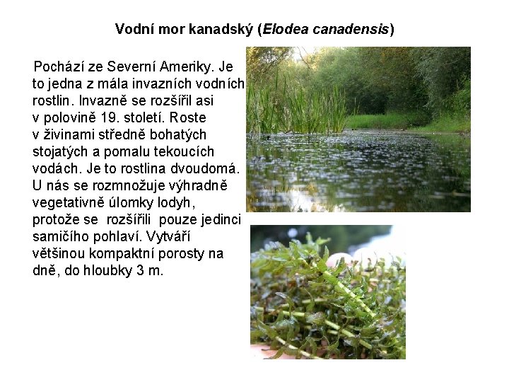 Vodní mor kanadský (Elodea canadensis) Pochází ze Severní Ameriky. Je to jedna z mála