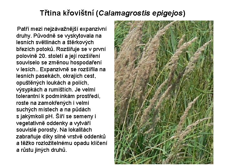 Třtina křovištní (Calamagrostis epigejos) Patří mezi nejzávažnější expanzivní druhy. Původně se vyskytovala na lesních