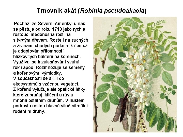 Trnovník akát (Robinia pseudoakacia) Pochází ze Severní Ameriky, u nás se pěstuje od roku