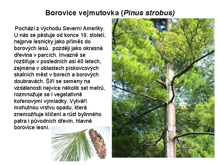 Borovice vejmutovka (Pinus strobus) Pochází z východu Severní Ameriky. U nás se pěstuje od