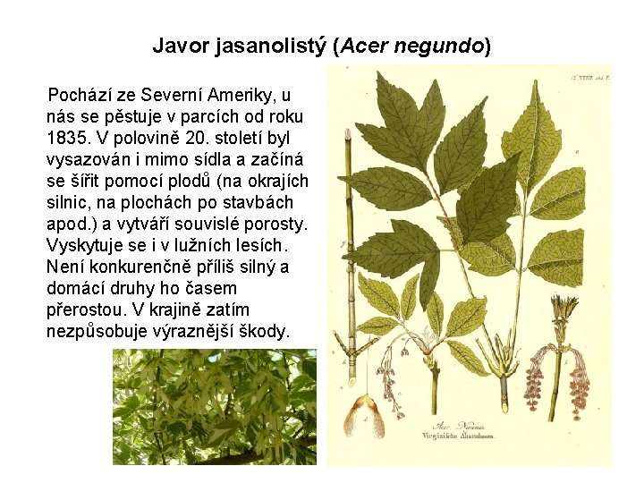 Javor jasanolistý (Acer negundo) Pochází ze Severní Ameriky, u nás se pěstuje v parcích