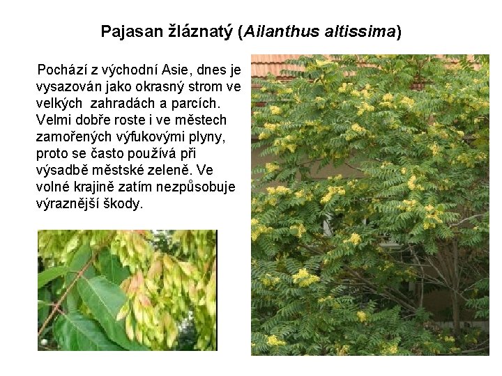 Pajasan žláznatý (Ailanthus altissima) Pochází z východní Asie, dnes je vysazován jako okrasný strom