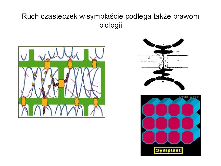 Ruch cząsteczek w symplaście podlega także prawom biologii 