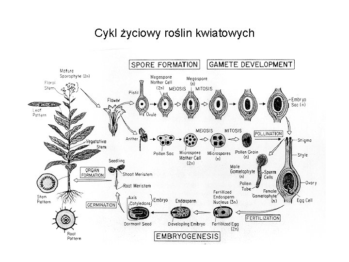 Cykl życiowy roślin kwiatowych 