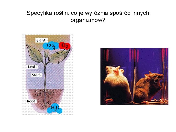 Specyfika roślin: co je wyróżnia spośród innych organizmów? 