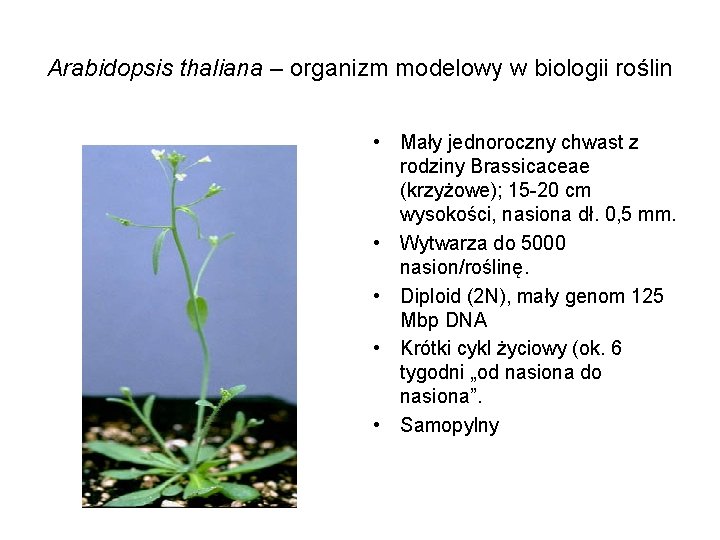 Arabidopsis thaliana – organizm modelowy w biologii roślin • Mały jednoroczny chwast z rodziny