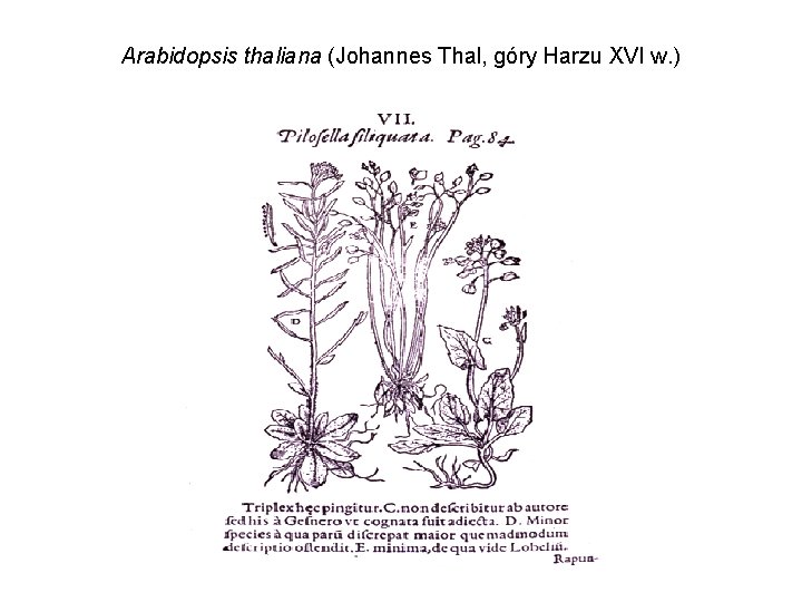 Arabidopsis thaliana (Johannes Thal, góry Harzu XVI w. ) 