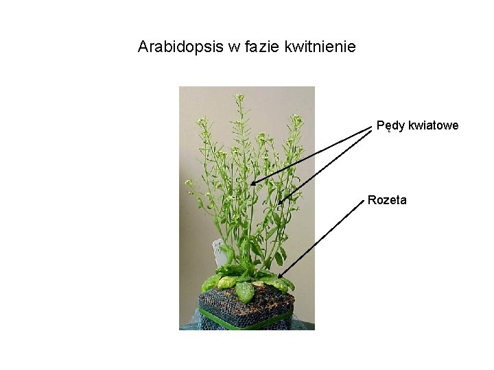 Arabidopsis w fazie kwitnienie Pędy kwiatowe Rozeta 