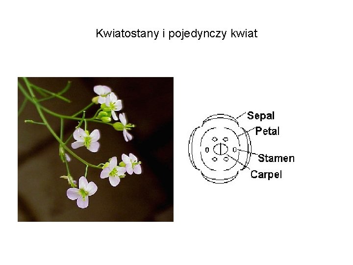 Kwiatostany i pojedynczy kwiat 