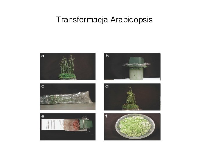 Transformacja Arabidopsis 