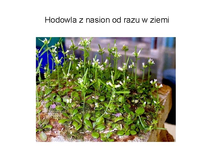  Hodowla z nasion od razu w ziemi 