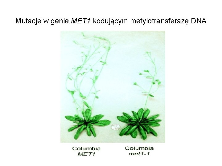 Mutacje w genie MET 1 kodującym metylotransferazę DNA 