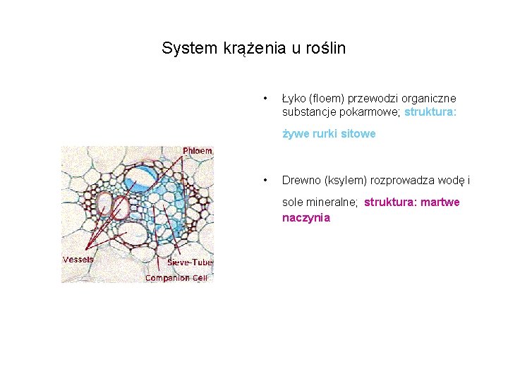 System krążenia u roślin • Łyko (floem) przewodzi organiczne substancje pokarmowe; struktura: żywe rurki