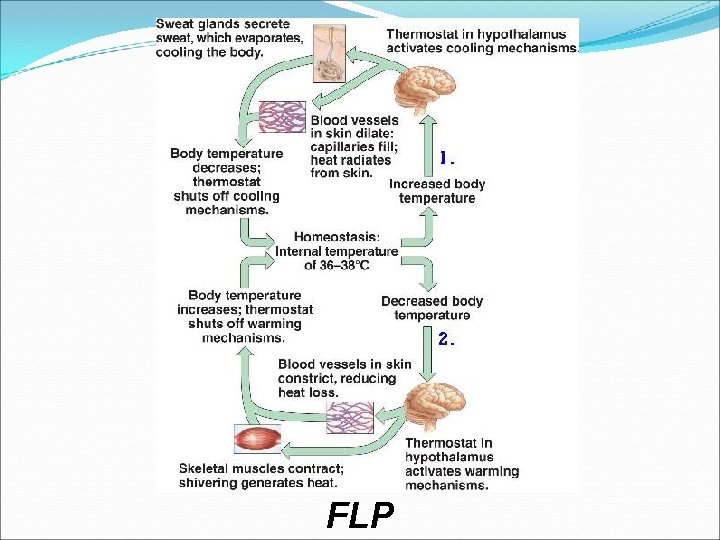 FLP 