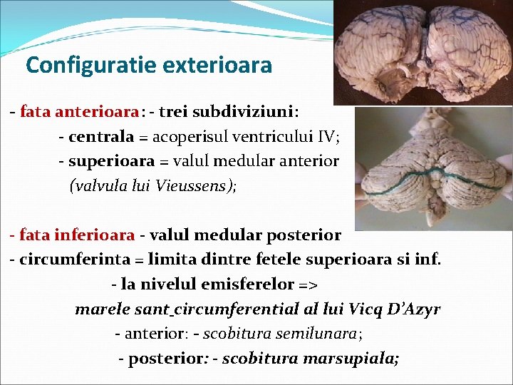 Configuratie exterioara - fata anterioara: - trei subdiviziuni: - centrala = acoperisul ventricului IV;