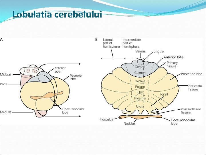 Lobulatia cerebelului 