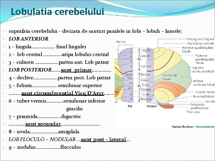 Lobulatia cerebelului - suprafata cerebelului - divizata de santuri paralele in lobi – lobuli