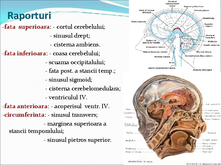 Raporturi -fata superioara: - cortul cerebelului; - sinusul drept; - cisterna ambiens. -fata inferioara: