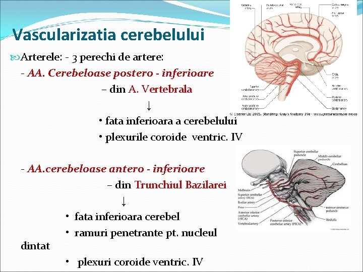 Vascularizatia cerebelului Arterele: - 3 perechi de artere: - AA. Cerebeloase postero - inferioare