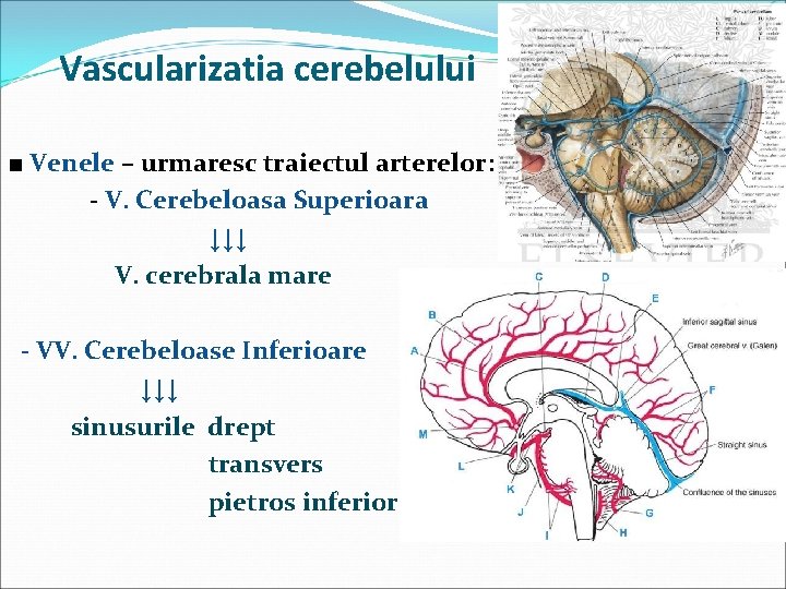 Vascularizatia cerebelului ■ Venele – urmaresc traiectul arterelor: - V. Cerebeloasa Superioara ↓↓↓ V.