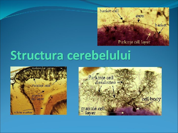 Structura cerebelului 