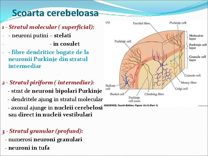 Scoarta cerebeloasa 1 - Stratul molecular ( superficial): - - neuroni putini – stelati