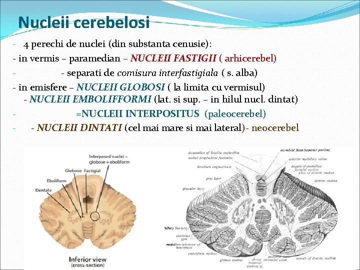 Nucleii cerebelosi - 4 perechi de nuclei (din substanta cenusie): - in vermis –