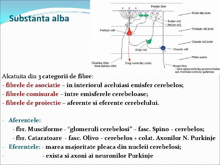 Substanta alba Alcatuita din 3 categorii de fibre: - fibrele de asociatie – in