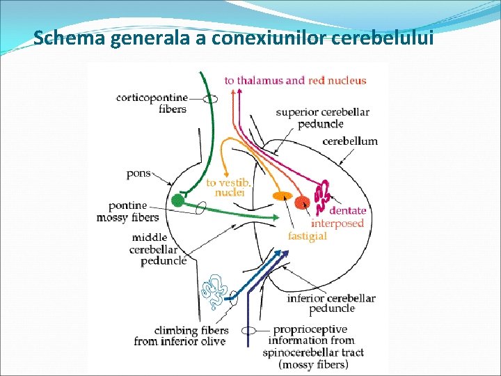 Schema generala a conexiunilor cerebelului 