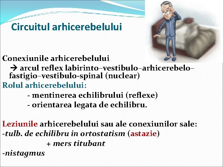 Circuitul arhicerebelului Conexiunile arhicerebelului arcul reflex labirinto–vestibulo–arhicerebelo– fastigio–vestibulo-spinal (nuclear) Rolul arhicerebelului: - mentinerea echilibrului