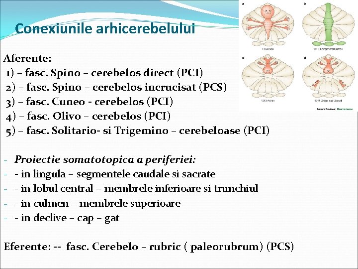 Conexiunile arhicerebelului Aferente: 1) – fasc. Spino – cerebelos direct (PCI) 2) – fasc.