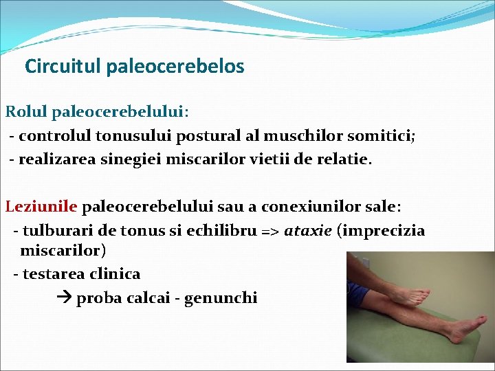 Circuitul paleocerebelos Rolul paleocerebelului: - controlul tonusului postural al muschilor somitici; - realizarea sinegiei