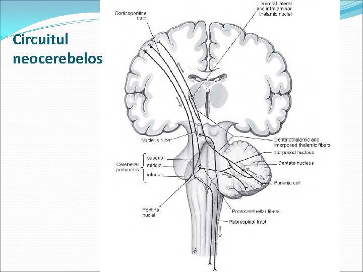 Circuitul neocerebelos 