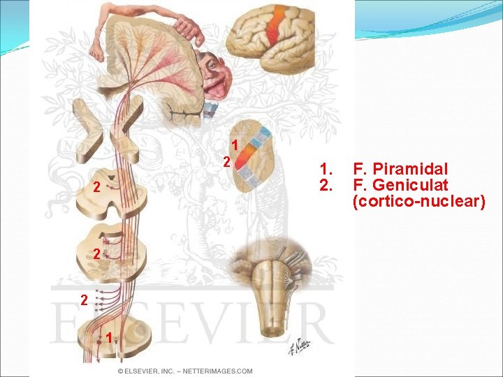 1 2 2 1 1. 2. F. Piramidal F. Geniculat (cortico-nuclear) 