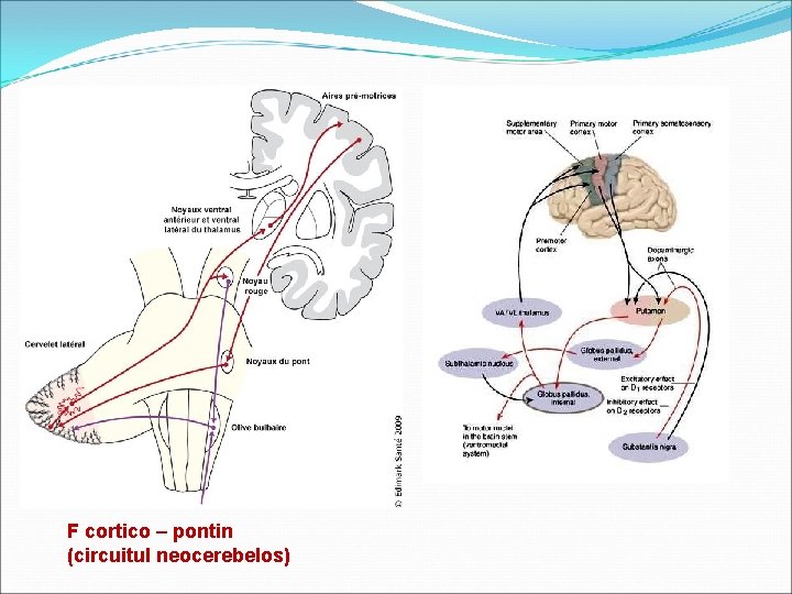 F cortico – pontin (circuitul neocerebelos) 