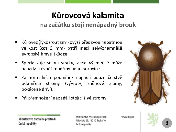 Kůrovcová kalamita na začátku stojí nenápadný brouk § Kůrovec (lýkožrout smrkový) i přes svou